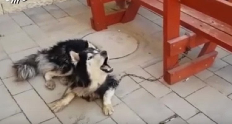 Identificano il cane grazie a un ululato