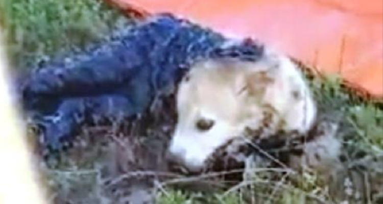 Un uomo salva la vita di un cucciolo che aveva trascorso diversi giorni intrappolato nel catrame
