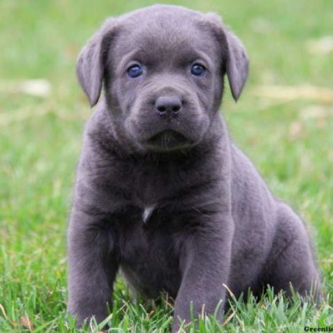 No Un Anno Del Cane Non Equivale A Sette Anni Umani Bigodino