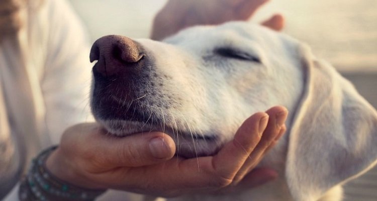 No, un “anno del cane” non equivale a sette anni umani