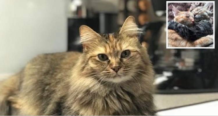 Un amore da gatti