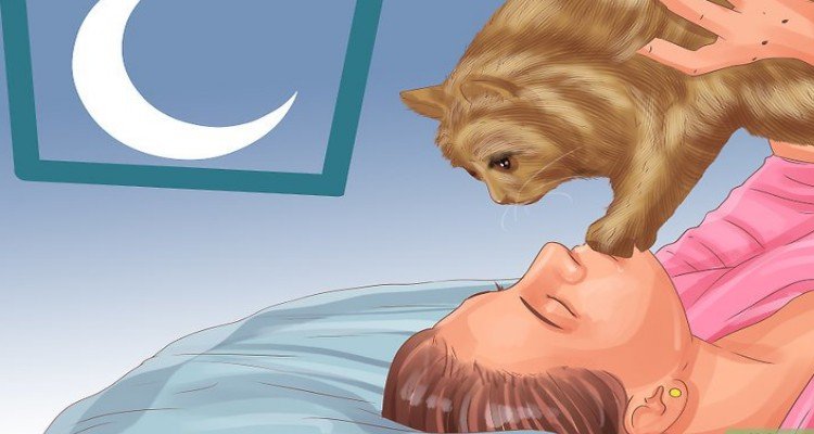 Ecco perché i gatti vengono sempre a dormire nel lettone con voi