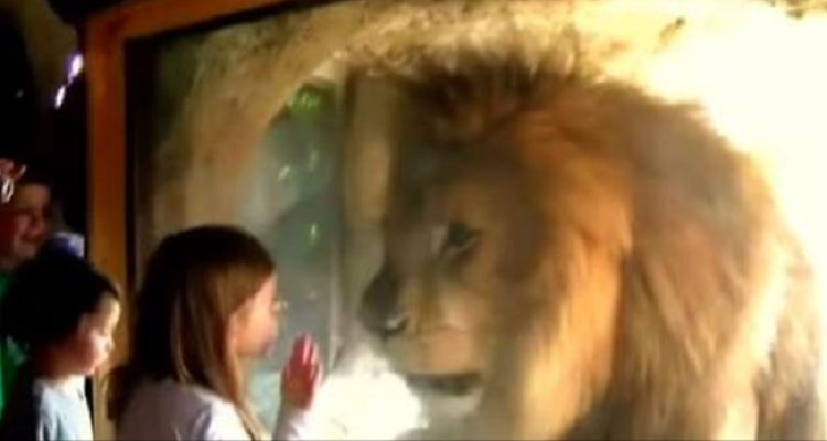 Nessuno immaginava la reazione di questo leone quando la bambina gli da un bacio