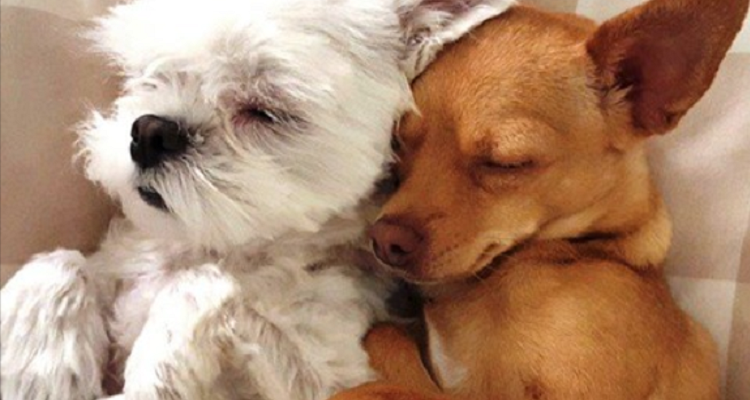 Conoscete i vantaggi di avere due cani a casa?