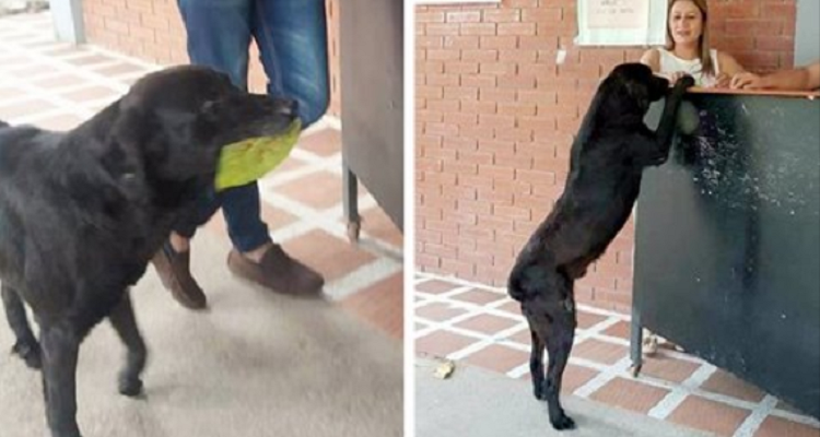 Il cane che paga con foglie i suoi biscotti