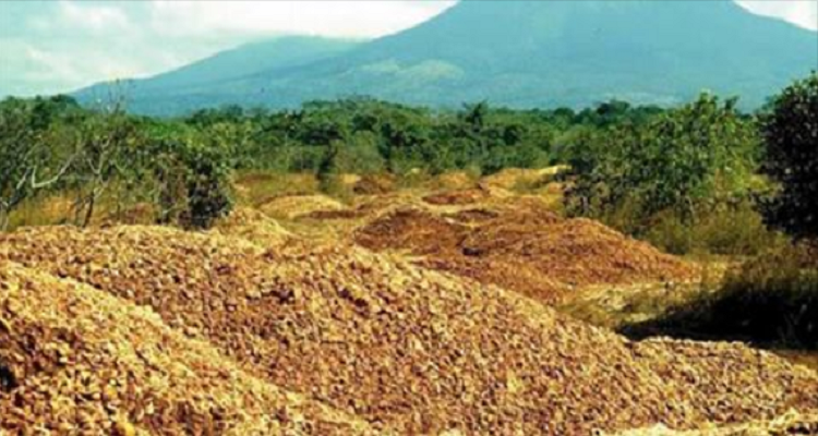 Fabbrica di succhi scarica le bucce d’arance in un’area disboscata