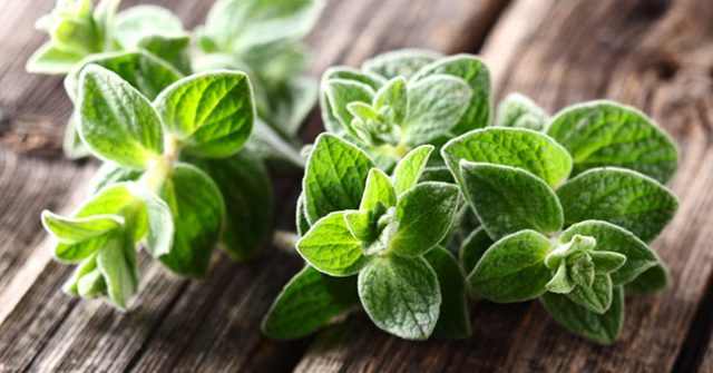 Origano Tutti I Benefici Bigodino