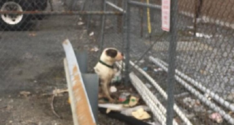 Il pitbull abbandonato nel parcheggio mostra la sua riconoscenza quando viene salvato