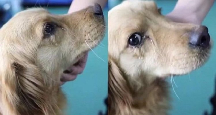 Le lacrime di gioia di un cane salvato dal macello