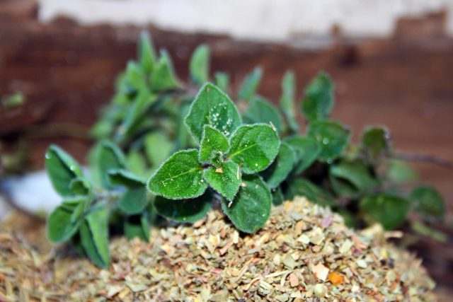 Origano Tutti I Benefici Bigodino