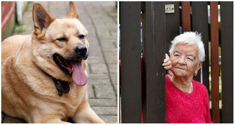 Cane eroe combatte il ladro che ha cercato di strappare gli orecchini della sua anziana proprietaria