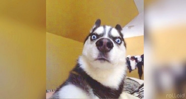 Cosa pensano i cani quando ti beccano in “intimità”