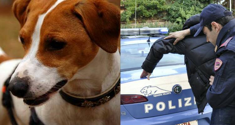 Quante storie per un cane!
