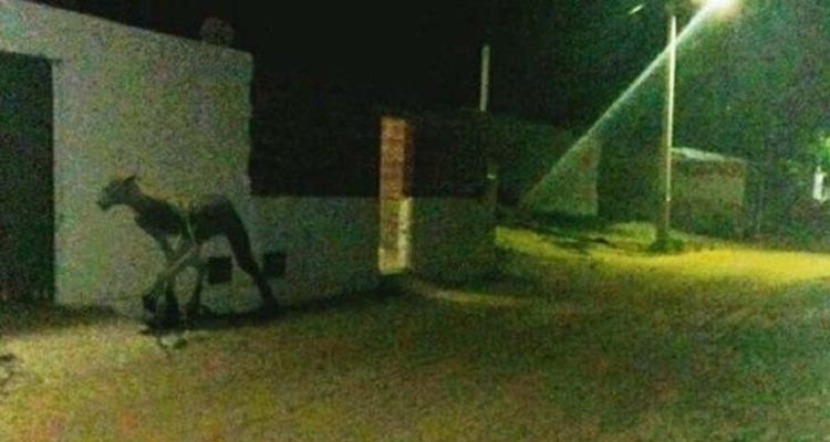 Una strana creatura sulle strade di Santa Fe