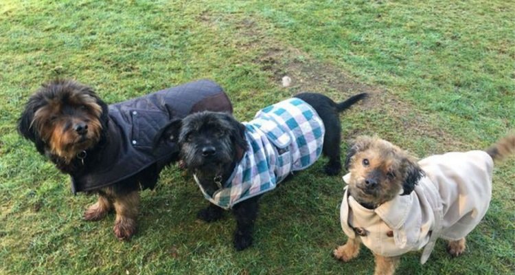 Un trio di terrier alla ricerca di una casa per sempre