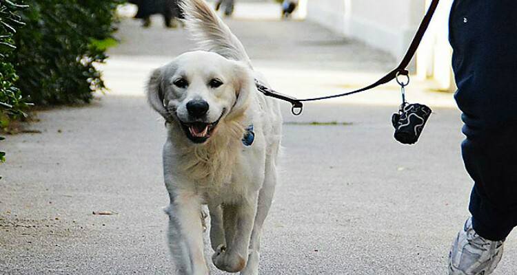 I cani, esseri impuri e inutili