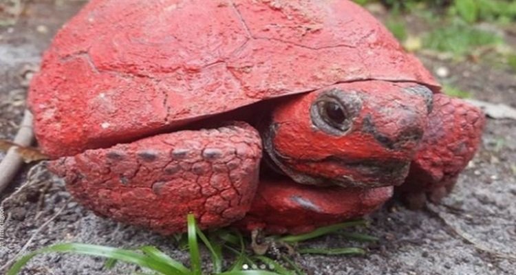 tartaruga dipinta ti rosso