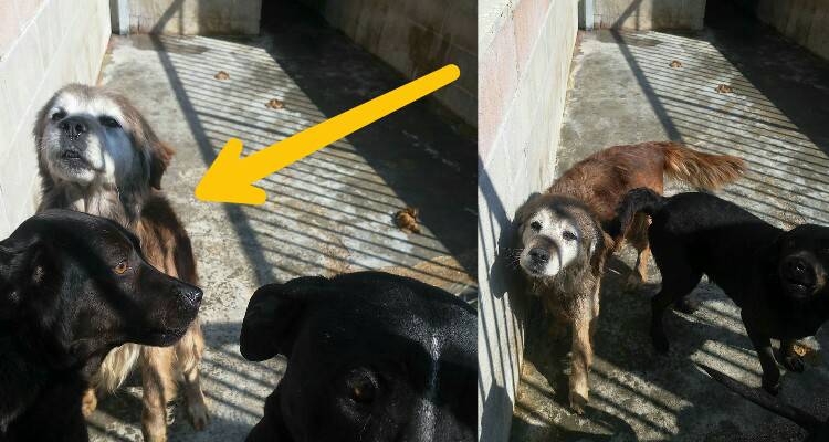 Totò, un gran signor cane…