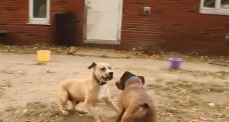 L’incontro tra due cani da combattimento.