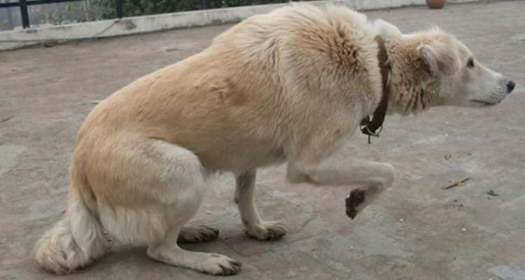 9 cose che il tuo cane cerca di dirti e che spesso tu non percepisci.