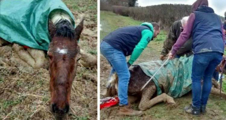 Il cavallo abbandonato, stava per spegnersi