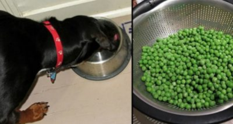 10 alimenti umani che dovete assolutamente dare al vostro cane