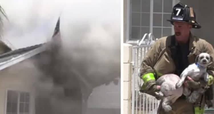 Vigile del fuoco salva la vita di due cani, rimasti intrappolati tra le fiamme