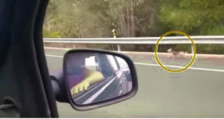Il cane scende dalla macchina e viene abbandonato