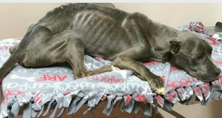 Quello che scopre l’agente immobiliare sul cane abbandonato
