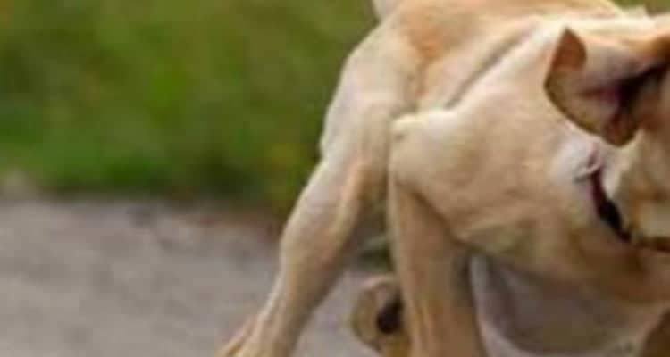 Cagnolina salva la vita di un bambino appena nato