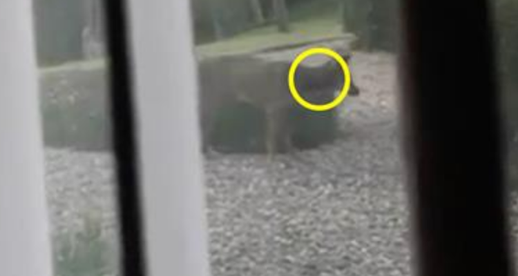 Tutti uniti per salvare il coyote