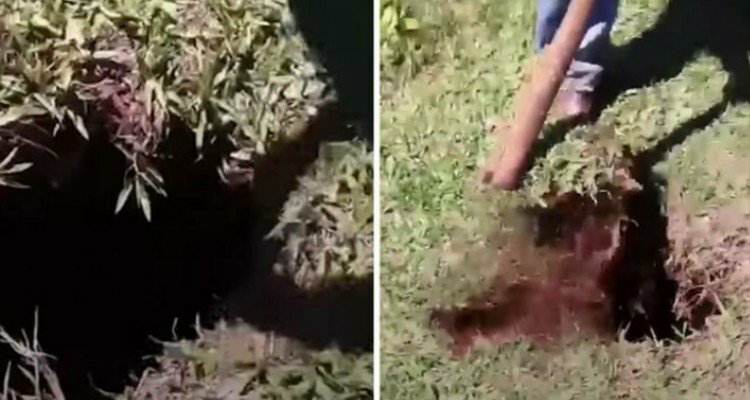 Il salvataggio del piccolo puledrino