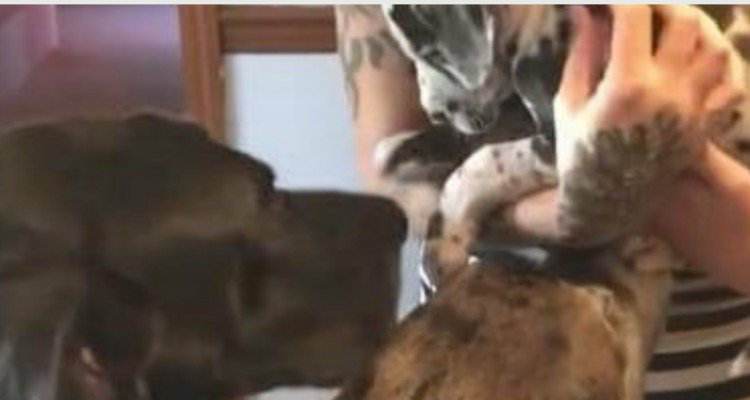 La gelosia dei suoi cani