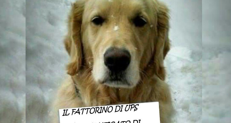  Questo cane ha un messaggio importante per il fattorino