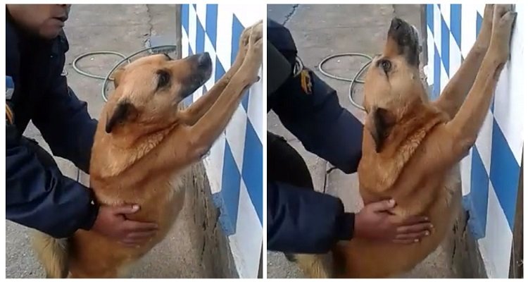 Xerife, il cane poliziotta