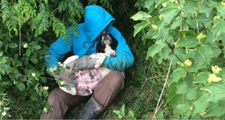 La cagnolina incinta crolla non molto lontana dal rifugio, chiedendo aiuto