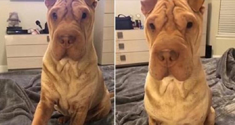 Zampa per favore! Ava, lo Shar Pei richiede l’attenzione del suo umano