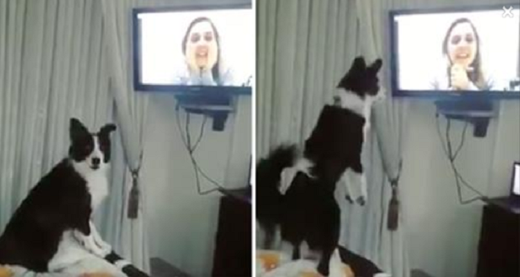La cagnolina riconosce la sua mamma quando la chiama su Skype