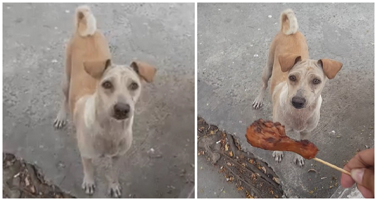 Mamma Shaira commuove il mondo intero con il suo amore per i suoi cuccioli
