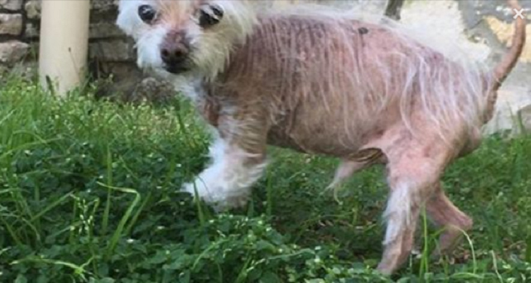 Astro il cane pelato