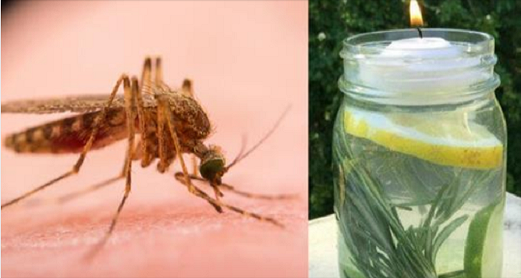Il repellente naturale contro le zanzare