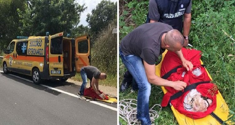 Sardegna, cane lanciato dal cavalcavia ad Alghero in un sacco: è grave