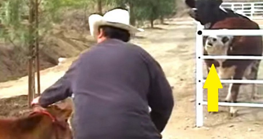 La mucca non riesce a smettere di piangere per il cucciolo scomparso