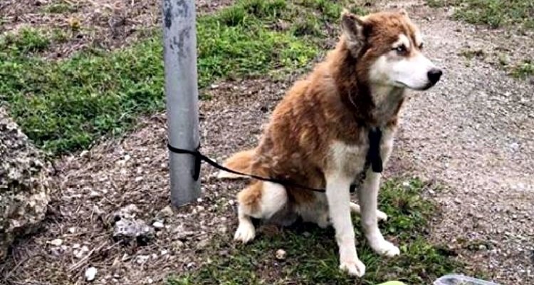 Avevano abbandonato il bellissimo husky sotto il sole ma il destino aveva altri piani per lui