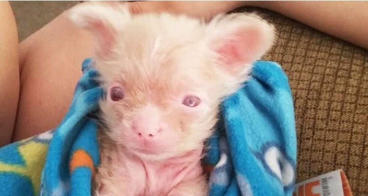 Cucciolo albino dimostra alla madre di essere un combattente