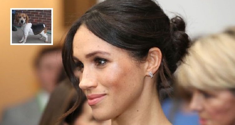 Dalle stalle alle stelle: la favola di Guy, il beagle della principessa Meghan