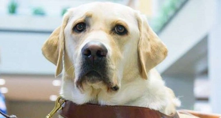 Passeggero umiliato dopo che il suo cane guida era stato escluso dal ristorante