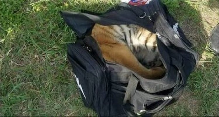 Il cucciolo di tigre abbandonato in una borsa ha una second opportunità