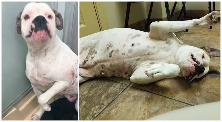 Questa cagnolina sollevava la zampa per supplicare l’aiuto dei volontari