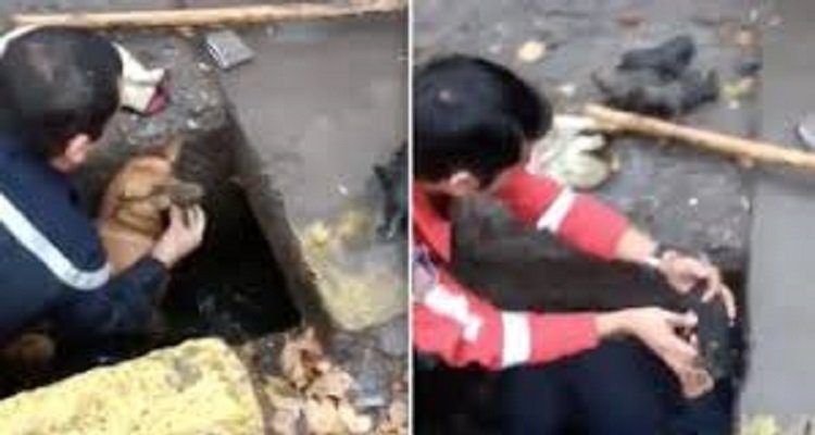 Mamma e cuccioli vengono salvati da una fogna piena d’acqua e fango